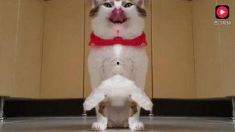 猫猫吃瓜视频合集 第3张 猫猫吃瓜视频合集 第3张